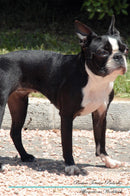 Boston Terrier Affirmations Workbook Boston Terrier Presents: Positive and Loving Affirmations Workbook. Includes: Mentoring Questions, Guidance, Supporting You.