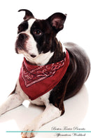 Boston Terrier Affirmations Workbook Boston Terrier Presents: Positive and Loving Affirmations Workbook. Includes: Mentoring Questions, Guidance, Supporting You.