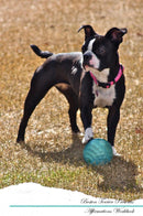 Boston Terrier Affirmations Workbook Boston Terrier Presents: Positive and Loving Affirmations Workbook. Includes: Mentoring Questions, Guidance, Supporting You.