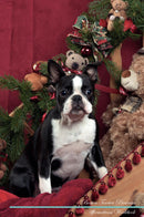 Boston Terrier Affirmations Workbook Boston Terrier Presents: Positive and Loving Affirmations Workbook. Includes: Mentoring Questions, Guidance, Supporting You.