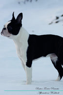 Boston Terrier Affirmations Workbook Boston Terrier Presents: Positive and Loving Affirmations Workbook. Includes: Mentoring Questions, Guidance, Supporting You.