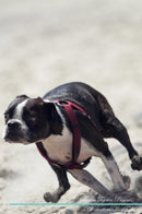 Boston Terrier Affirmations Workbook Boston Terrier Presents: Positive and Loving Affirmations Workbook. Includes: Mentoring Questions, Guidance, Supporting You.