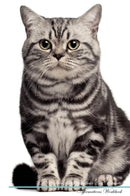 Brazilian Shorthair Cat Affirmations Workbook Brazilian Shorthair Cat Presents: Positive and Loving Affirmations Workbook. Includes: Mentoring Questions, Guidance, Supporting You.