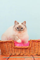 Birman Cat Affirmations Workbook Birman Cat Presents: Positive and Loving Affirmations Workbook. Includes: Mentoring Questions, Guidance, Supporting You.