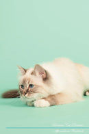 Birman Cat Affirmations Workbook Birman Cat Presents: Positive and Loving Affirmations Workbook. Includes: Mentoring Questions, Guidance, Supporting You.