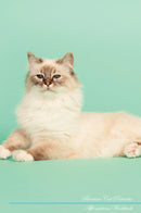 Birman Cat Affirmations Workbook Birman Cat Presents: Positive and Loving Affirmations Workbook. Includes: Mentoring Questions, Guidance, Supporting You.