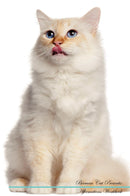 Birman Cat Affirmations Workbook Birman Cat Presents: Positive and Loving Affirmations Workbook. Includes: Mentoring Questions, Guidance, Supporting You.