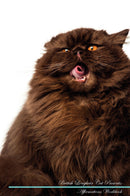 British Longhair Cat Affirmations Workbook British Longhair Cat Presents: Positive and Loving Affirmations Workbook. Includes: Mentoring Questions, Guidance, Supporting You.