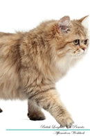 British Longhair Cat Affirmations Workbook British Longhair Cat Presents: Positive and Loving Affirmations Workbook. Includes: Mentoring Questions, Guidance, Supporting You.