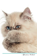 British Longhair Cat Affirmations Workbook British Longhair Cat Presents: Positive and Loving Affirmations Workbook. Includes: Mentoring Questions, Guidance, Supporting You.