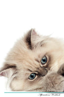 British Longhair Cat Affirmations Workbook British Longhair Cat Presents: Positive and Loving Affirmations Workbook. Includes: Mentoring Questions, Guidance, Supporting You.