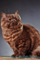 British Longhair Cat Affirmations Workbook British Longhair Cat Presents: Positive and Loving Affirmations Workbook. Includes: Mentoring Questions, Guidance, Supporting You.