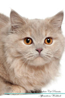 British Longhair Cat Affirmations Workbook British Longhair Cat Presents: Positive and Loving Affirmations Workbook. Includes: Mentoring Questions, Guidance, Supporting You.