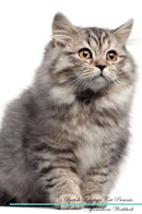 British Longhair Cat Affirmations Workbook British Longhair Cat Presents: Positive and Loving Affirmations Workbook. Includes: Mentoring Questions, Guidance, Supporting You.