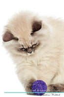 British Longhair Cat Affirmations Workbook British Longhair Cat Presents: Positive and Loving Affirmations Workbook. Includes: Mentoring Questions, Guidance, Supporting You.