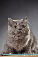 British Longhair Cat Affirmations Workbook British Longhair Cat Presents: Positive and Loving Affirmations Workbook. Includes: Mentoring Questions, Guidance, Supporting You.