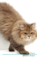 British Longhair Cat Affirmations Workbook British Longhair Cat Presents: Positive and Loving Affirmations Workbook. Includes: Mentoring Questions, Guidance, Supporting You.