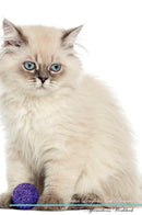 British Longhair Cat Affirmations Workbook British Longhair Cat Presents: Positive and Loving Affirmations Workbook. Includes: Mentoring Questions, Guidance, Supporting You.