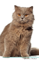British Longhair Cat Affirmations Workbook British Longhair Cat Presents: Positive and Loving Affirmations Workbook. Includes: Mentoring Questions, Guidance, Supporting You.