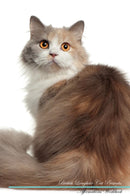 British Longhair Cat Affirmations Workbook British Longhair Cat Presents: Positive and Loving Affirmations Workbook. Includes: Mentoring Questions, Guidance, Supporting You.