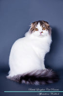 British Longhair Cat Affirmations Workbook British Longhair Cat Presents: Positive and Loving Affirmations Workbook. Includes: Mentoring Questions, Guidance, Supporting You.