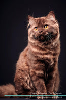 British Longhair Cat Affirmations Workbook British Longhair Cat Presents: Positive and Loving Affirmations Workbook. Includes: Mentoring Questions, Guidance, Supporting You.