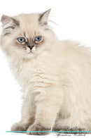 British Longhair Cat Affirmations Workbook British Longhair Cat Presents: Positive and Loving Affirmations Workbook. Includes: Mentoring Questions, Guidance, Supporting You.