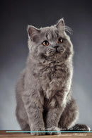 British Longhair Cat Affirmations Workbook British Longhair Cat Presents: Positive and Loving Affirmations Workbook. Includes: Mentoring Questions, Guidance, Supporting You.