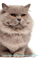 British Longhair Cat Affirmations Workbook British Longhair Cat Presents: Positive and Loving Affirmations Workbook. Includes: Mentoring Questions, Guidance, Supporting You.