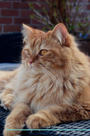 British Longhair Cat Affirmations Workbook British Longhair Cat Presents: Positive and Loving Affirmations Workbook. Includes: Mentoring Questions, Guidance, Supporting You.