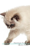 British Longhair Cat Affirmations Workbook British Longhair Cat Presents: Positive and Loving Affirmations Workbook. Includes: Mentoring Questions, Guidance, Supporting You.