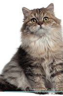 British Longhair Cat Affirmations Workbook British Longhair Cat Presents: Positive and Loving Affirmations Workbook. Includes: Mentoring Questions, Guidance, Supporting You.