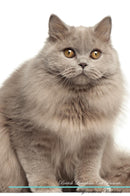 British Longhair Cat Affirmations Workbook British Longhair Cat Presents: Positive and Loving Affirmations Workbook. Includes: Mentoring Questions, Guidance, Supporting You.