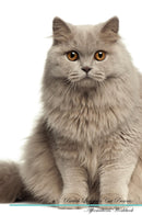 British Longhair Cat Affirmations Workbook British Longhair Cat Presents: Positive and Loving Affirmations Workbook. Includes: Mentoring Questions, Guidance, Supporting You.