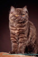 British Longhair Cat Affirmations Workbook British Longhair Cat Presents: Positive and Loving Affirmations Workbook. Includes: Mentoring Questions, Guidance, Supporting You.