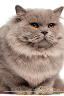 British Longhair Cat Affirmations Workbook British Longhair Cat Presents: Positive and Loving Affirmations Workbook. Includes: Mentoring Questions, Guidance, Supporting You.