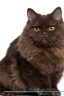 British Longhair Cat Affirmations Workbook British Longhair Cat Presents: Positive and Loving Affirmations Workbook. Includes: Mentoring Questions, Guidance, Supporting You.