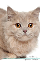 British Longhair Cat Affirmations Workbook British Longhair Cat Presents: Positive and Loving Affirmations Workbook. Includes: Mentoring Questions, Guidance, Supporting You.