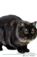 British Longhair Cat Affirmations Workbook British Longhair Cat Presents: Positive and Loving Affirmations Workbook. Includes: Mentoring Questions, Guidance, Supporting You.