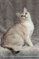 Burmilla Cat Affirmations Workbook Burmilla Cat Presents: Positive and Loving Affirmations Workbook. Includes: Mentoring Questions, Guidance, Supporting You.