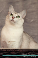 Burmilla Cat Affirmations Workbook Burmilla Cat Presents: Positive and Loving Affirmations Workbook. Includes: Mentoring Questions, Guidance, Supporting You.