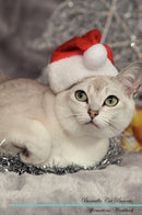 Burmilla Cat Affirmations Workbook Burmilla Cat Presents: Positive and Loving Affirmations Workbook. Includes: Mentoring Questions, Guidance, Supporting You.