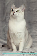 Burmilla Cat Affirmations Workbook Burmilla Cat Presents: Positive and Loving Affirmations Workbook. Includes: Mentoring Questions, Guidance, Supporting You.