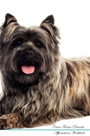 Cairn Terrier Affirmations Workbook Cairn Terrier Presents: Positive and Loving Affirmations Workbook. Includes: Mentoring Questions, Guidance, Supporting You.