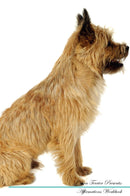 Cairn Terrier Affirmations Workbook Cairn Terrier Presents: Positive and Loving Affirmations Workbook. Includes: Mentoring Questions, Guidance, Supporting You.