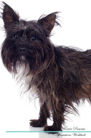 Cairn Terrier Affirmations Workbook Cairn Terrier Presents: Positive and Loving Affirmations Workbook. Includes: Mentoring Questions, Guidance, Supporting You.
