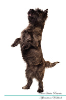 Cairn Terrier Affirmations Workbook Cairn Terrier Presents: Positive and Loving Affirmations Workbook. Includes: Mentoring Questions, Guidance, Supporting You.