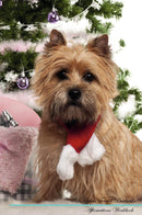 Cairn Terrier Affirmations Workbook Cairn Terrier Presents: Positive and Loving Affirmations Workbook. Includes: Mentoring Questions, Guidance, Supporting You.