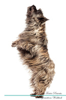 Cairn Terrier Affirmations Workbook Cairn Terrier Presents: Positive and Loving Affirmations Workbook. Includes: Mentoring Questions, Guidance, Supporting You.