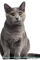 Chartreux Cat Affirmations Workbook Chartreux Cat Presents: Positive and Loving Affirmations Workbook. Includes: Mentoring Questions, Guidance, Supporting You.